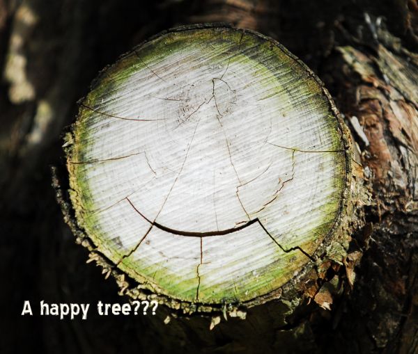 Happy Tree