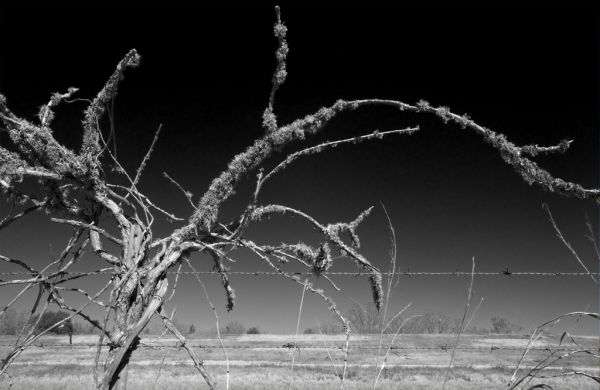 Lichen, Wild Vine and Barbed Wire