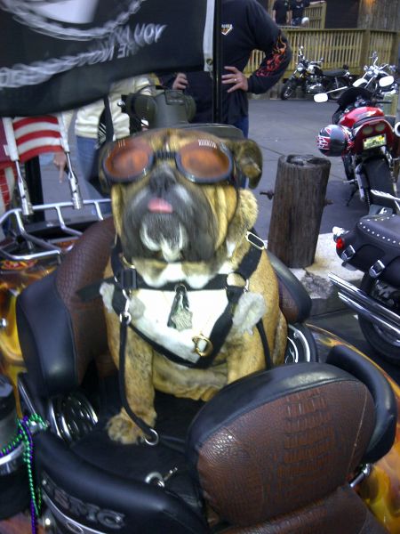 Same trike with one cool Dog