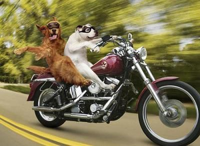 Dog riders