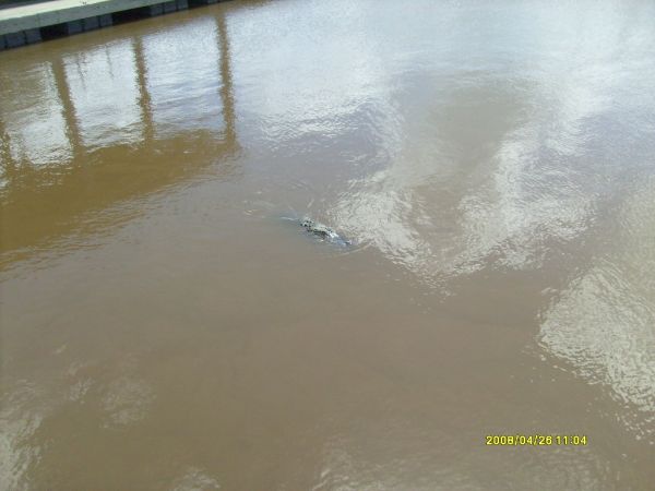 gator near savannah Ga