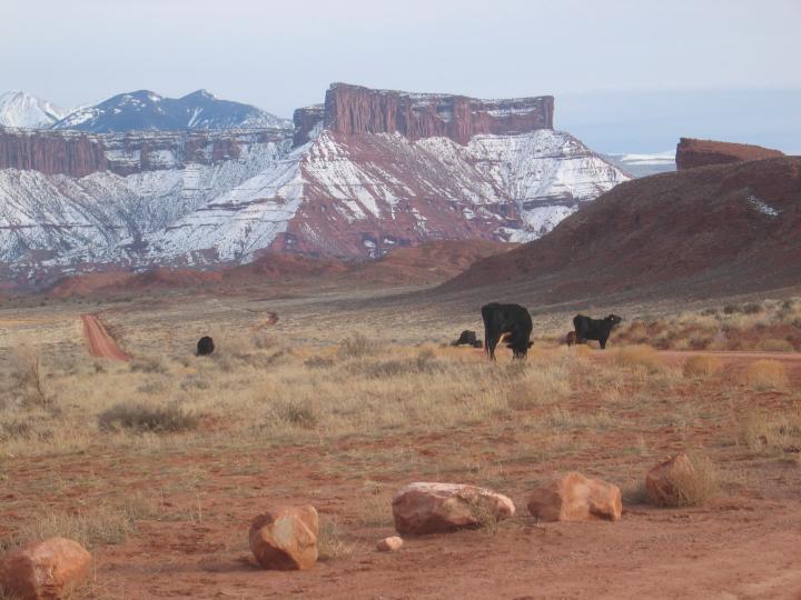 These are the cows i talked to on acid that help us get back on track