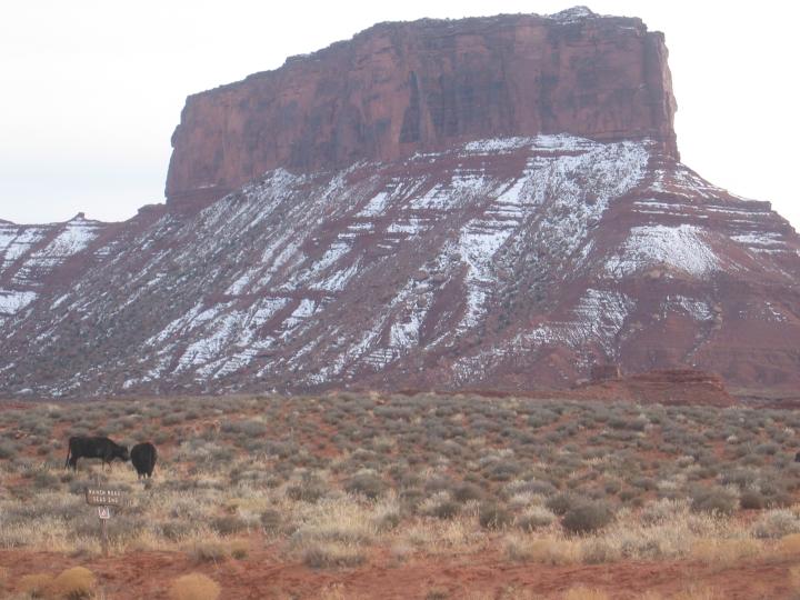 I meet these 2 cows they gave me directions back to the highway.