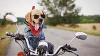 Hogs For Dogs:  Rescue Ride 