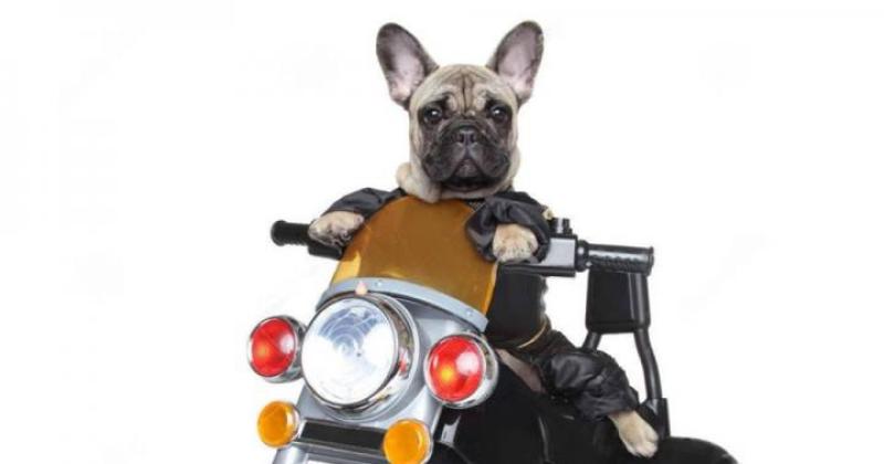 CNYSPCA This Is How We Roll