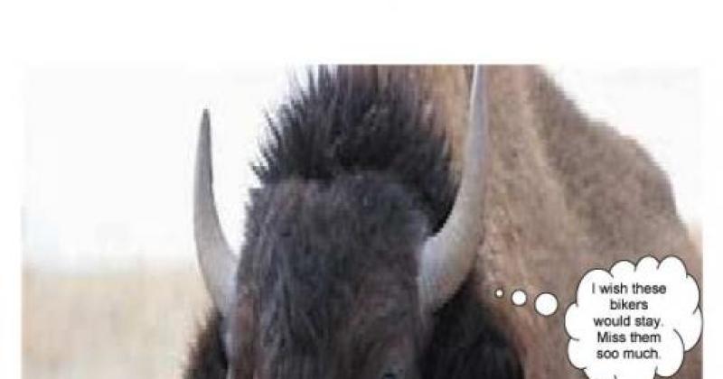 The Great Buffalo Ride (CANCELED)